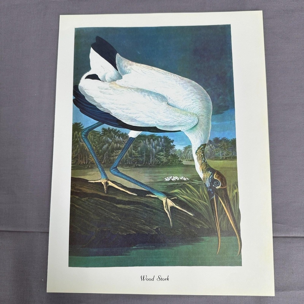 1950 Vintage Wood Stork Print  American Bird Art Illustration Audubon 8x11